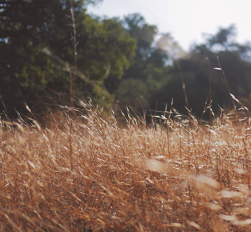 小牛领衔西部，猛虎劲敌东部